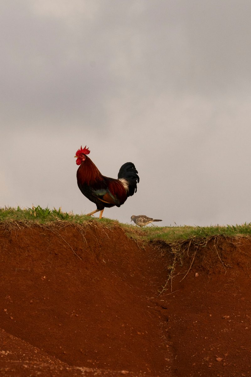 Rooster, Kauaʻi